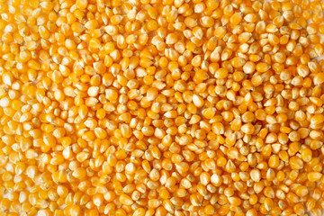 Heap of Raw Popcorn Grains Isolated on White Background