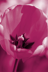 Beautiful tulip on a sunny summer day in the garden close-up. Natural background pink color toned