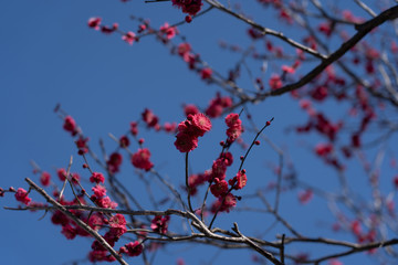 紅梅と空