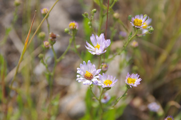 daisies in a field