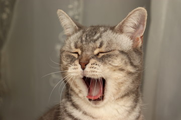 可愛いあくび猫アメリカンショートヘアー