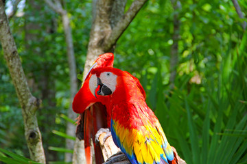 parrot