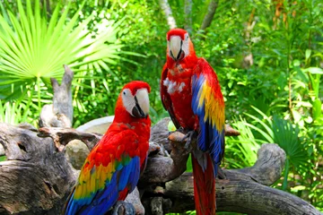 Tuinposter parrot © Lucas