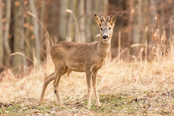 Naklejka na ściany i meble Roe deer (Capreolus, capreolus) stands on a mountain meadow. In the background is a pine forest. Wildlife scenery
