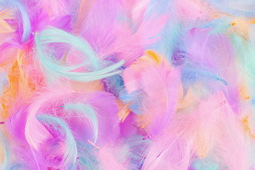 Colorful feather background, isolated on white.