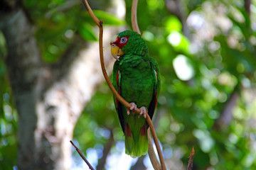 parrot