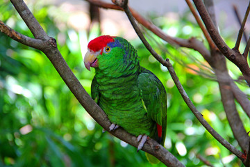 parrot