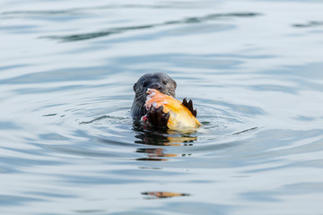 successful otter fishing in the Singapore river