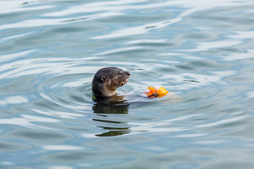 wild otter fishing in the river of Singapore