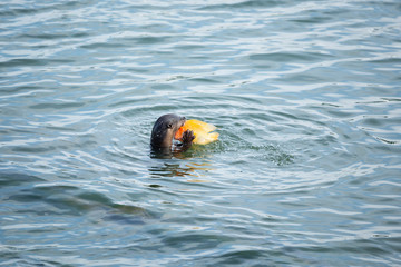 successful otter fishing in the Singapore river