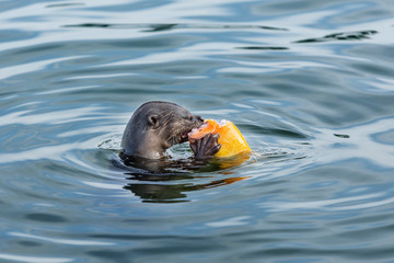 otter successfully fished in the Singapore river