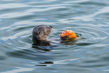 otter in the Singapore river eating caught fish