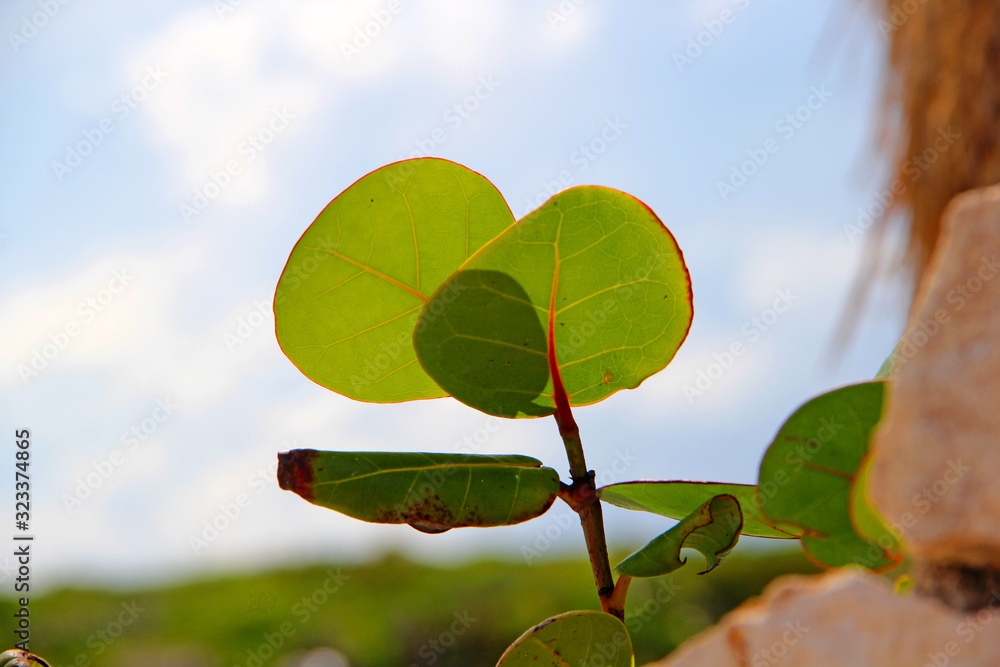 Poster Leaf