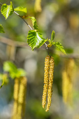 Twig with seed and leaves of a silver birch tree in spring