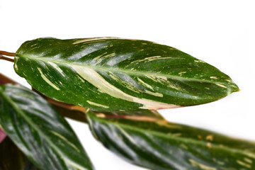 Leaf of 'Stromanthe Sanguinea Magicstar' plant leaves with white variegation spot pattern on top and dark pink leaf bottom on white background, sometimes called 'Calathea'