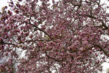 Close Up of A Large Tree With Pink Petals