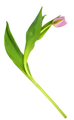 Pink tulip flower