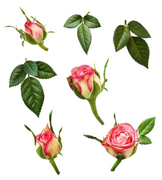 Set of pink rose buds and green leaves