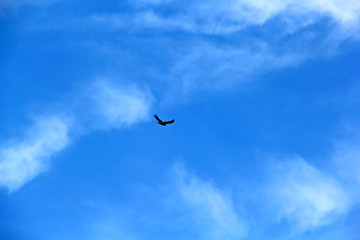 Fototapeta na wymiar flying bird