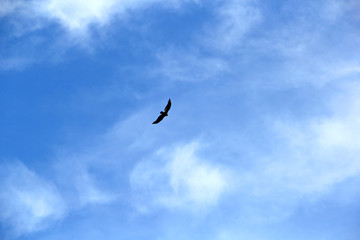 flying bird