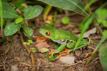 Red eyed tree frog