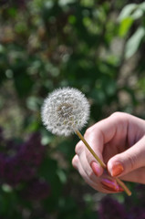 Fototapeta premium Dandelion in hand. Closeup of white blowball of Taraxacum plant on long stem in defocused female hand. Blowing dandelion flower of white seeds on blurry green background. Fluffy texture of dandelion.