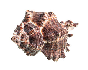 dried dark brown conch of muricidae mollusk cutout