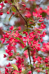 Red crab apple flowers on an apple tree close up in spirng