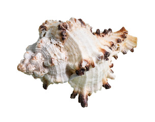 dried shell of muricidae mollusc cutout on white
