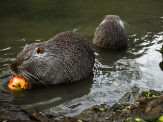 Two nutria sit with their backs to each other in the water of the pond. One nutria holds an apple in its paws. Water rat eats an apple. Pond in the central park. Close-up.