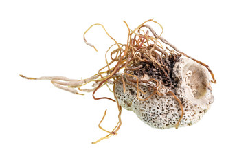 dried shell with algae cutout on white