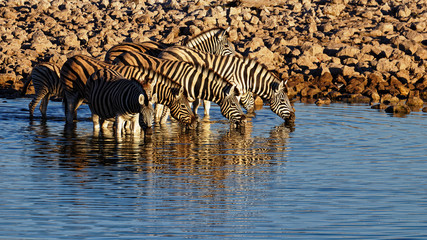 Fototapeta na wymiar Zebra at a waterhole at sunrise, Etosha National Park, Namibia, Africa.