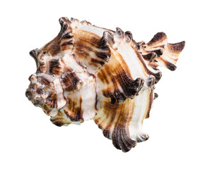 brown striped conch of muricidae mollusk cutout