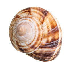 single dried shell of burgundy snail cutout