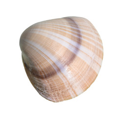 dried striped brown shell of clam cutout