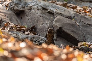Varanus salvator also common water monitor, large varanid lizard native to South and Southeast Asia
