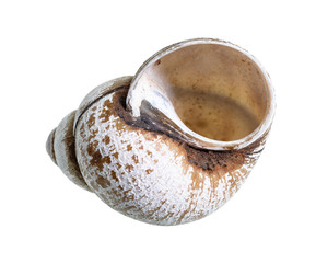dried empty shell of snail cutout on white