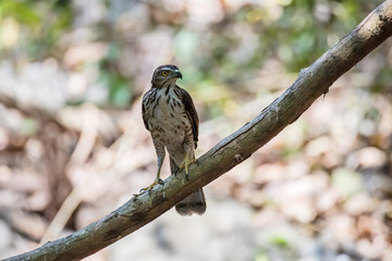 Portrait of Shikra (Accipiter badius) is a small raptor