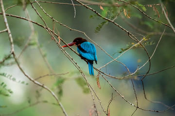 White-throated kingfisher (Halcyon smyrnensis) or Smyrna kingfisher