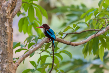 White-throated kingfisher (Halcyon smyrnensis) or Smyrna kingfisher