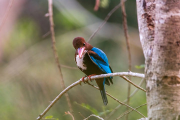 White-throated kingfisher (Halcyon smyrnensis) or Smyrna kingfisher