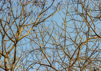 A picture of dry tree