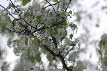 Flowers on tree_3422