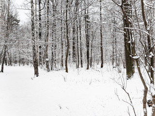 snow-covered path along grove in snowy city park