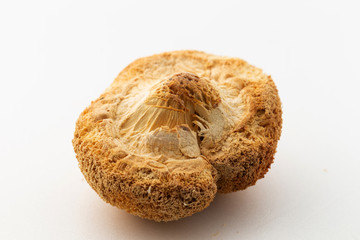 Mushroom on white background, studio shot 