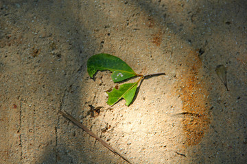 Leaf