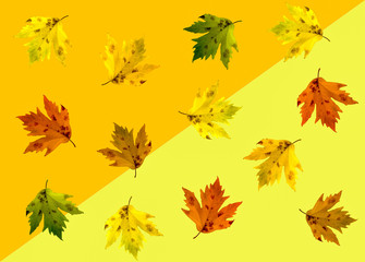 Fototapeta premium autumn leaves background