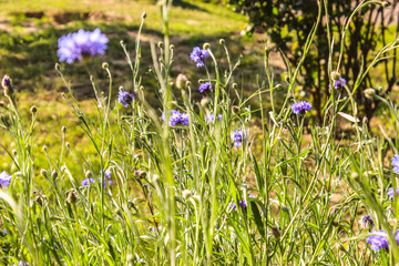 A picture of flowers