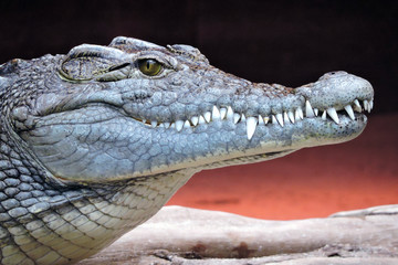 A close-up of crocodile head and its sharp teeth