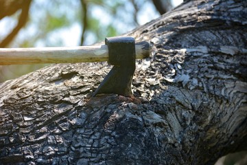 Axe in a tree on a blurred background